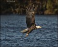 _1SB8606 bald eagle catching fish